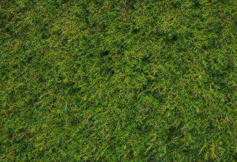 <lora:textures_flux-000010:1>,wall of moss, wall made out of fir needles